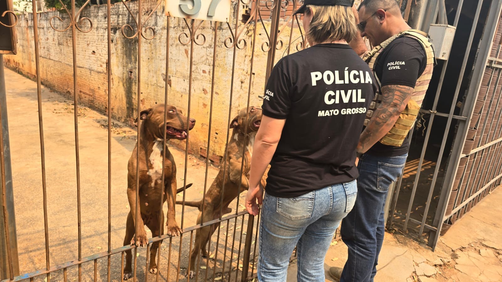 Tutora é presa após cães serem encontrados em situação de maus-tratos em MT