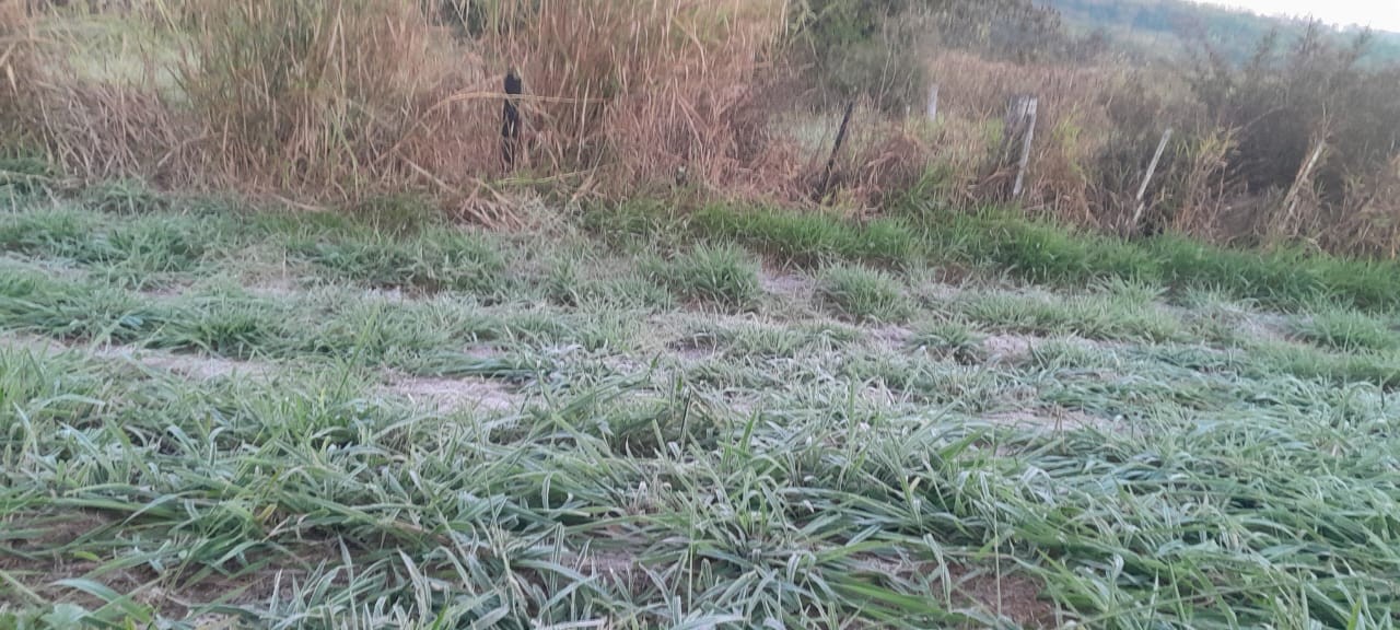 Cidades da região de Rio Preto e Araçatuba registram temperaturas próximas a 0°C