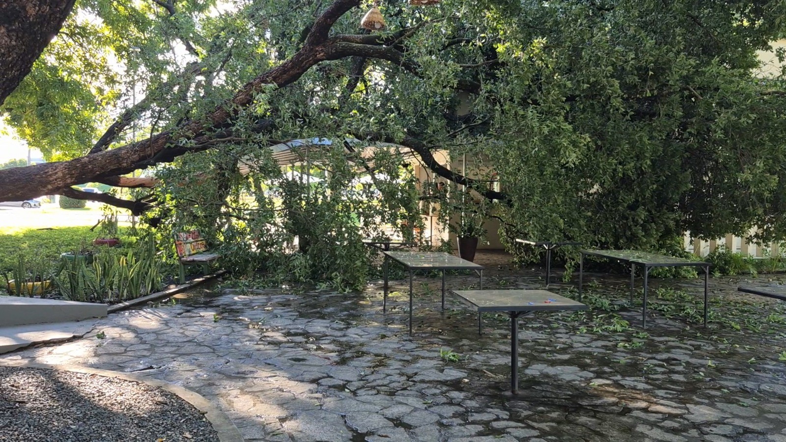 Árvore cai e atinge parte de cafeteria no Centro de Boa Vista; FOTOS