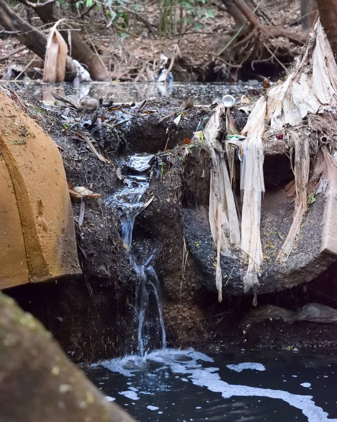 Foto de laudo técnico mostra água contaminada no Parque do Sabiá, em Uberlândia — Foto: Amanda Gondim e Ana Lúcia Bonfim/Reprodução