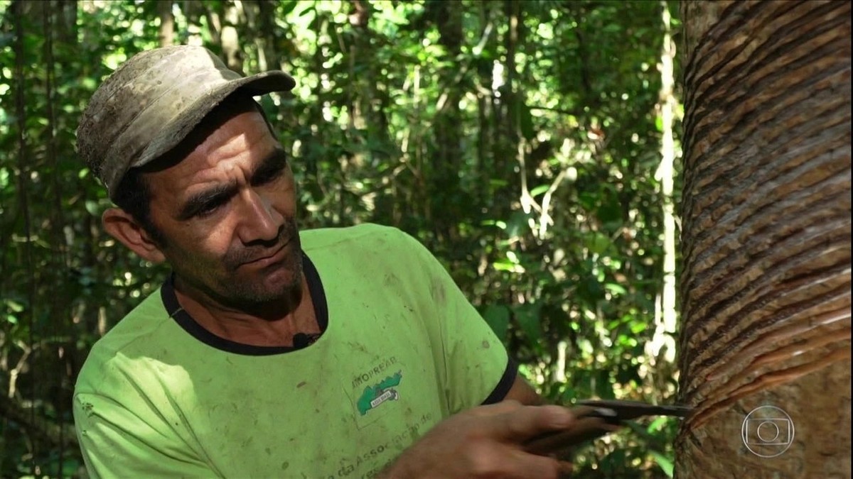 30 anos após Chico Mendes, seringueiros do Acre aderem à pecuária -  21/12/2018 - Poder - Folha