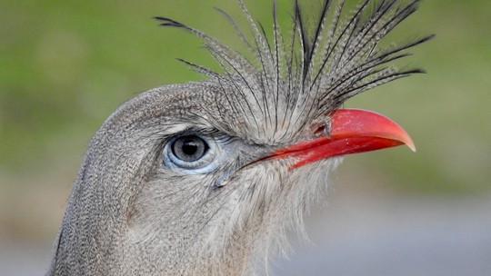 Duas aves brasileiras estão entre as mais barulhentas do mundo