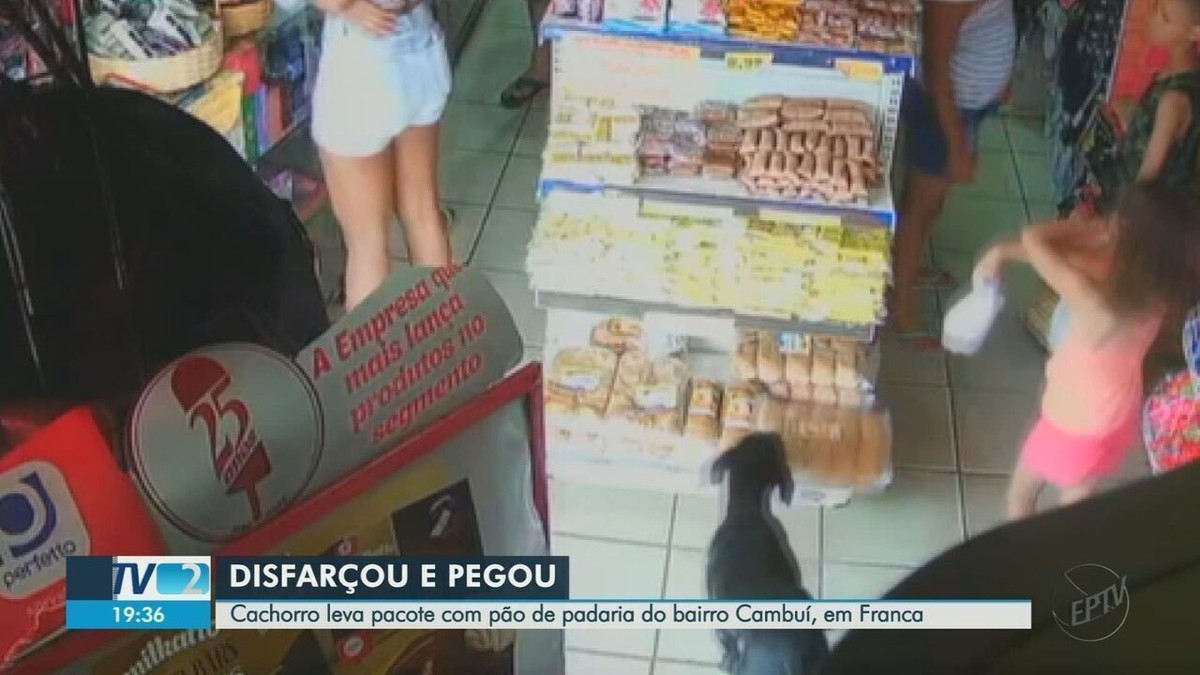 VÍDEO: Homem compra pacote de pão com rato vivo e 'achatado' dentro - RIC  Mais