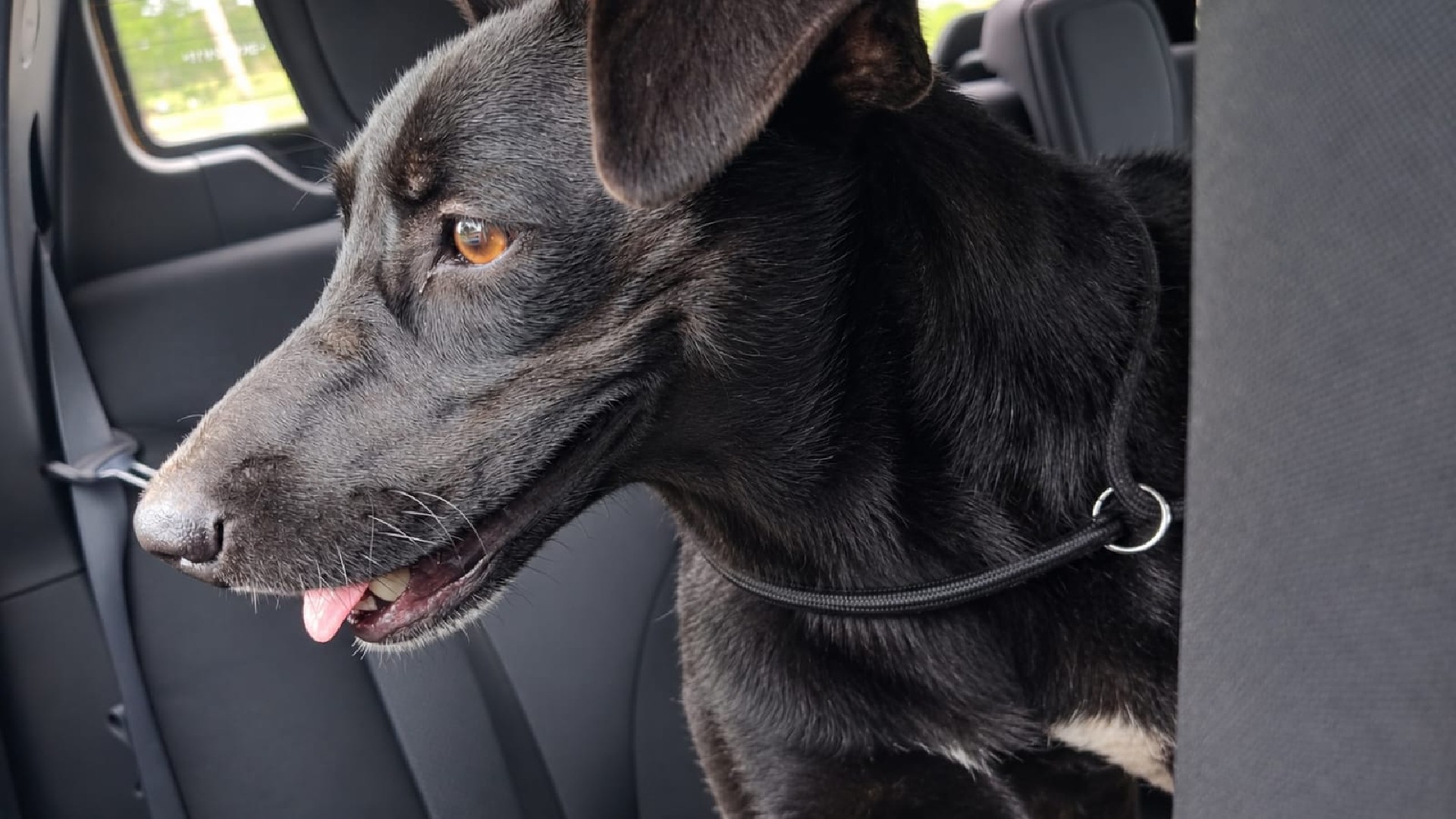 Homem é preso por abandonar cadela em estrada de terra após ser identificado por microchip do animal 