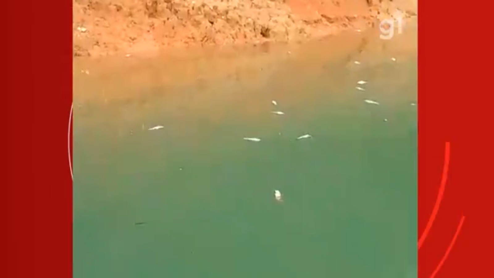 VÍDEO: Pescadores flagram vários peixes mortos na represa de Santa Branca, no interior de SP