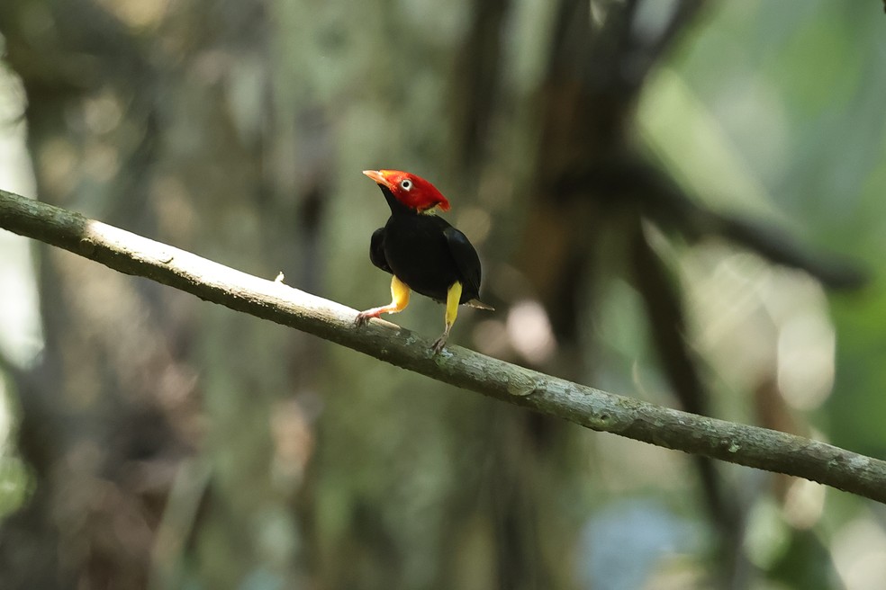 Embora existam registros históricos do dançador-de-cauda-graduada em áreas próximas à fronteira com o Peru e Bolívia, essa foi a primeira vez que a espécie foi fotografada em território brasileiro — Foto: Projeto Rio Muru