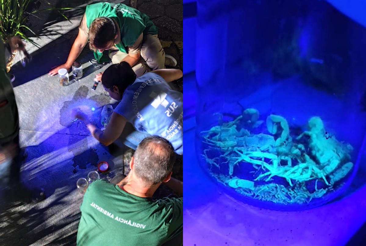 Mais de 100 escorpiões são capturados em um único condomínio na Grande Florianópolis; VÍDEO