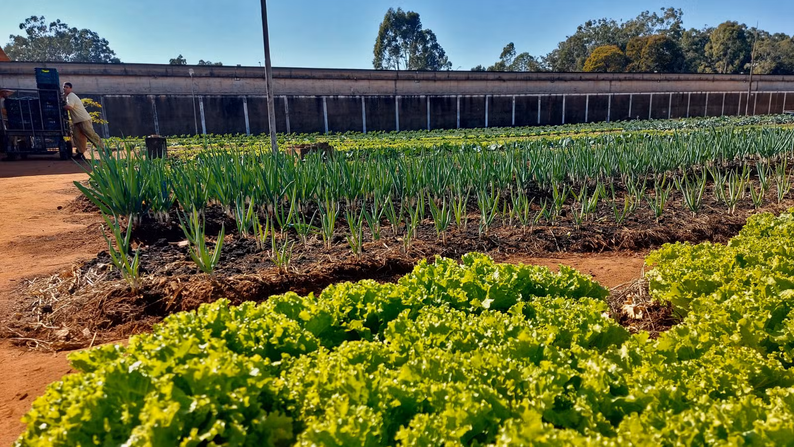Araraquara vence prêmio nacional de inclusão produtiva e de segurança alimentar