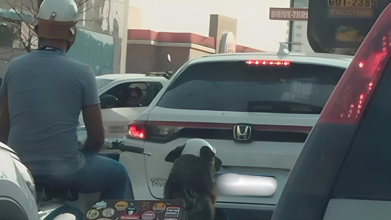 VÍDEO: Labradora de capacete é flagrada dando ‘voltinha’ de moto em MG
