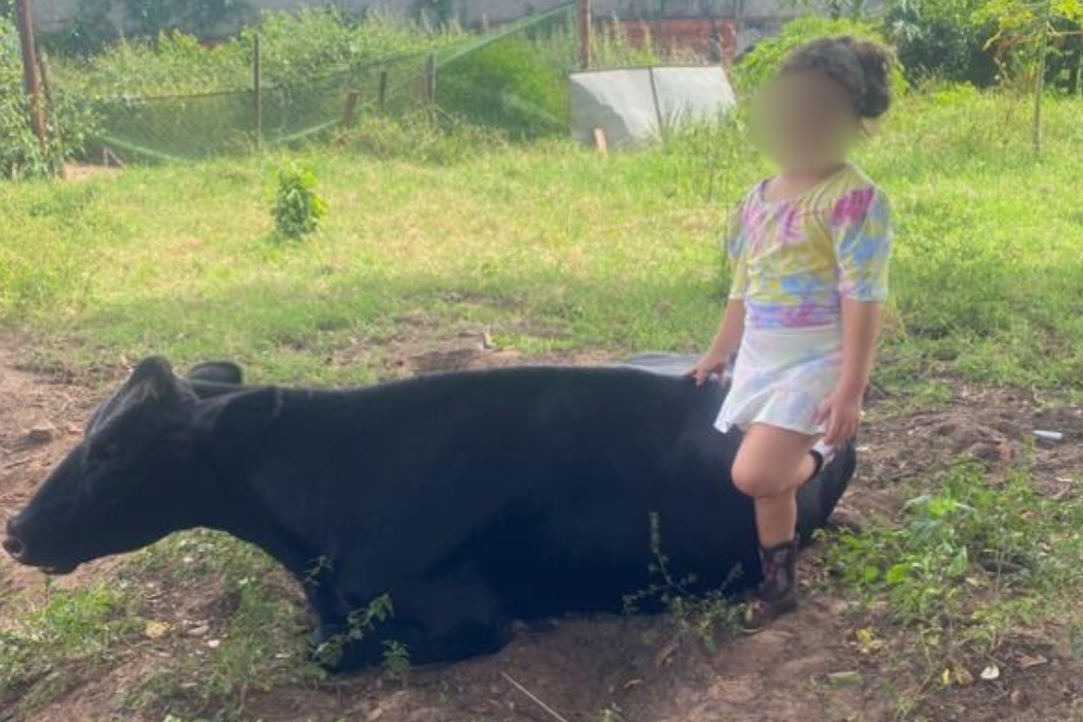 Menina de 7 anos procura por vaca de estimação desaparecida há quase uma semana: 'Muito apegada', diz tia