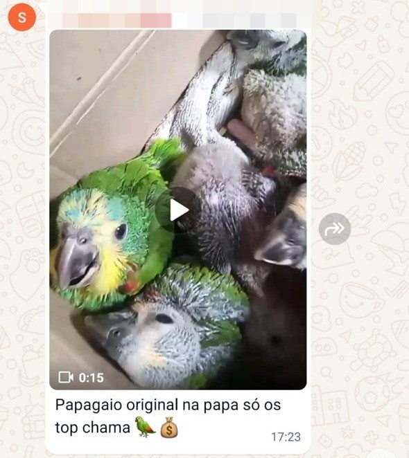 Traficantes usam grupos de mensagens para vender animais silvestres. — Foto: Ibama/Reprodução