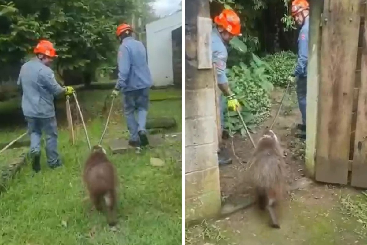 VÍDEO: Capivara é resgatada após invadir creche, em Guaratinguetá