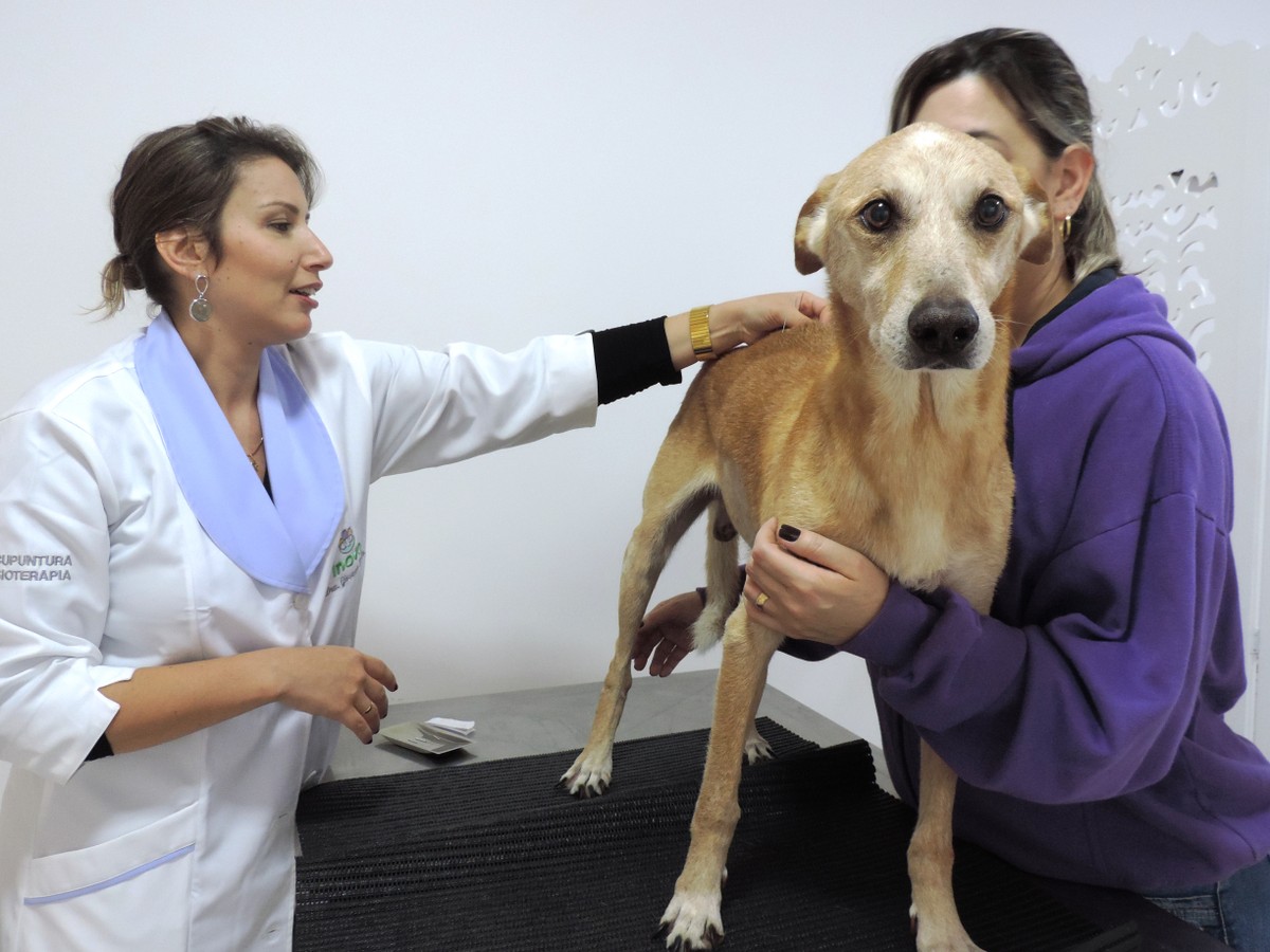 Galinha apresenta características de galo e ganha implante de hormônio em  hospital veterinário, Natureza