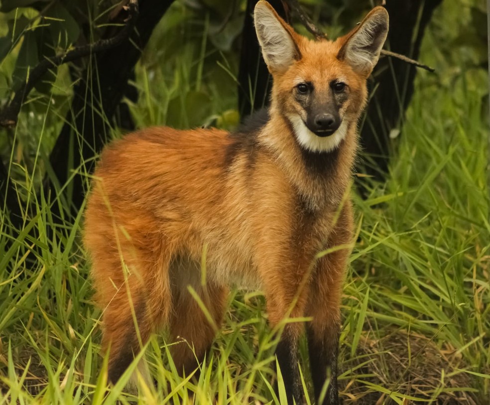 Lobo-guará encontrado em São Paulo — Foto: Divulgação