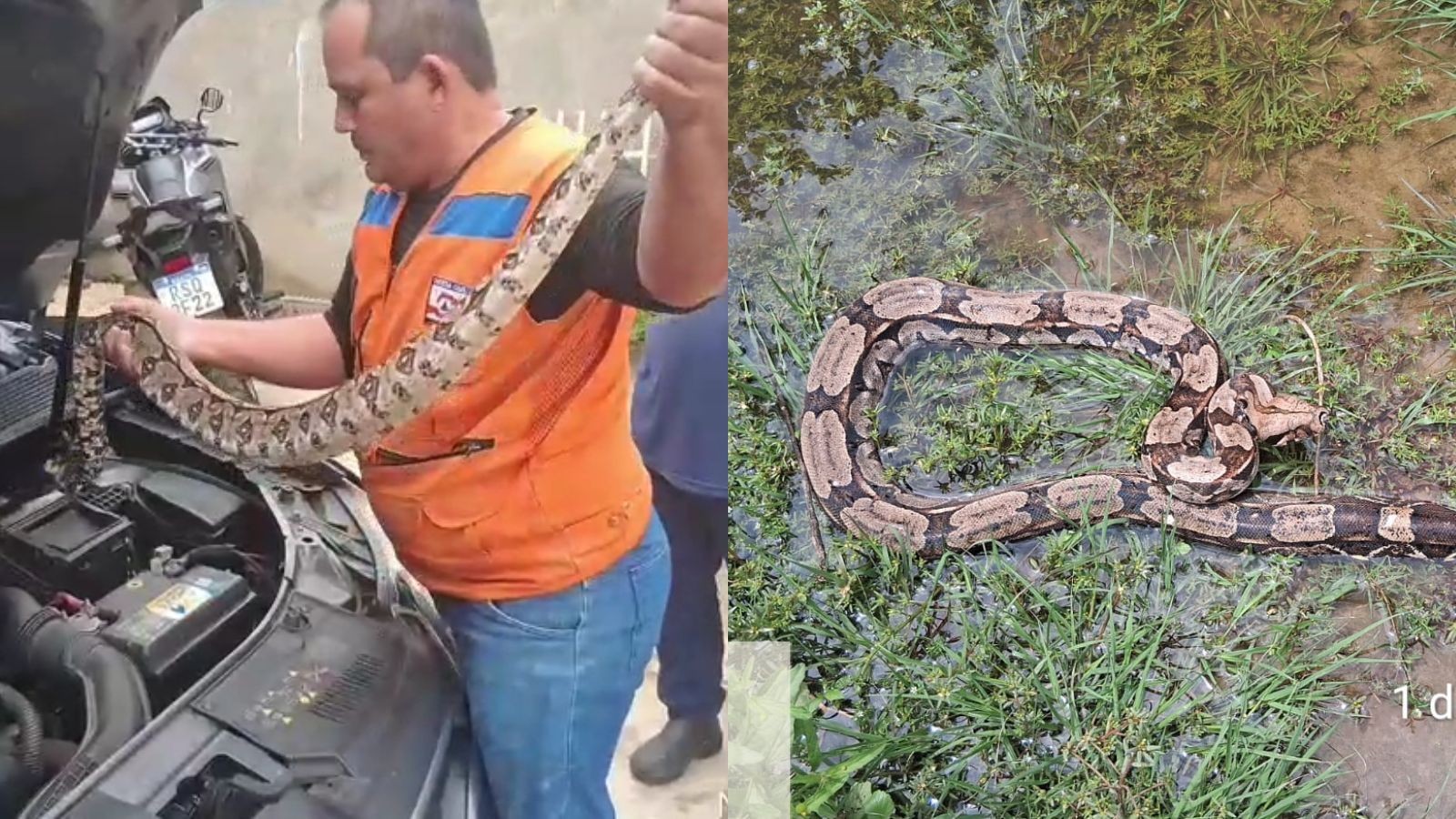 Cobra de 1,5m é resgatada após entrar em motor de carro no Piauí