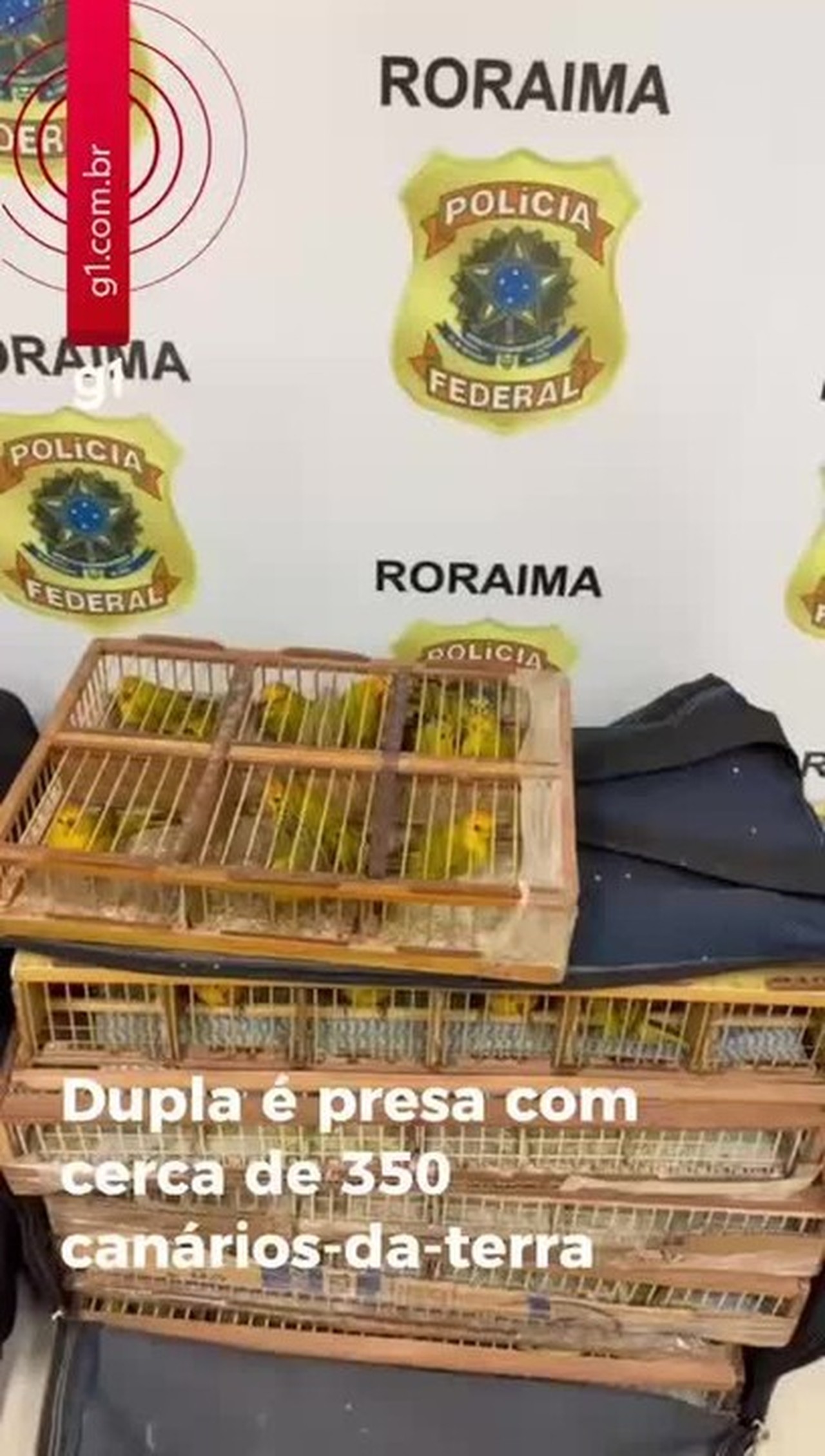 PF prende dupla e apreende mais 350 canários-da-terra em Roraima