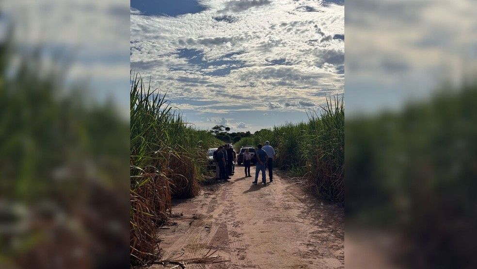 Corpo de mulher é encontrado em canavial às margens da SP 463 em Araçatuba (SP) — Foto: Reprodução / Whatsapp