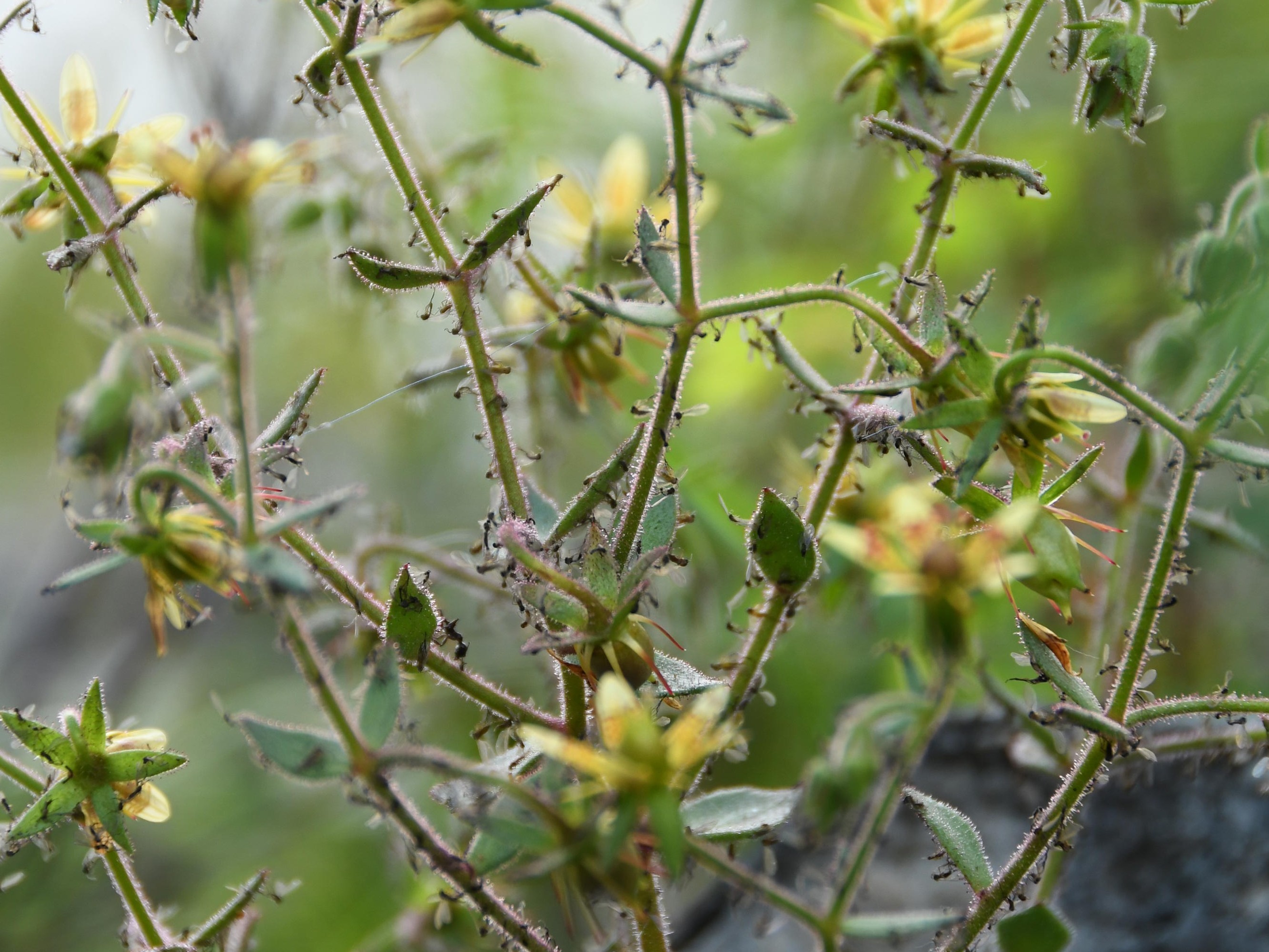 Planta carnívora confirma previsão feita por Darwin há 150 anos; entenda
