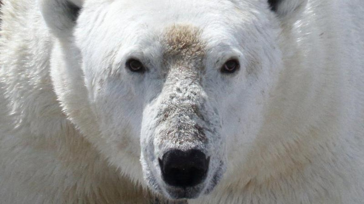 Homem luta contra urso polar para proteger a mulher e fica gravemente ferido no Canadá