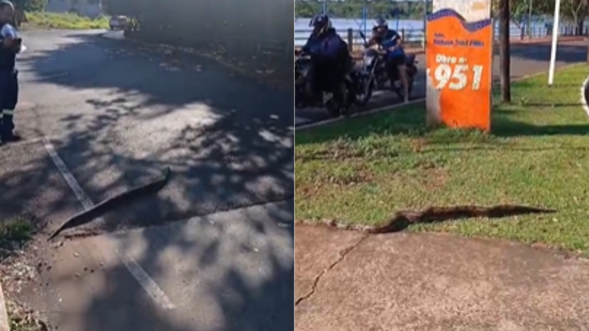 VÍDEO: Jiboia atravessa rua na faixa de pedestre e para trânsito em Campo Grande