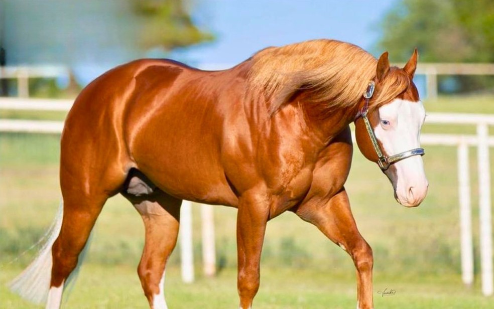 'Garanh&atilde;o' Maverick teve R$ 22 milh&otilde;es de s&ecirc;men comercializado. &mdash; Foto: Divulga&ccedil;&atilde;o/Rancho JBF