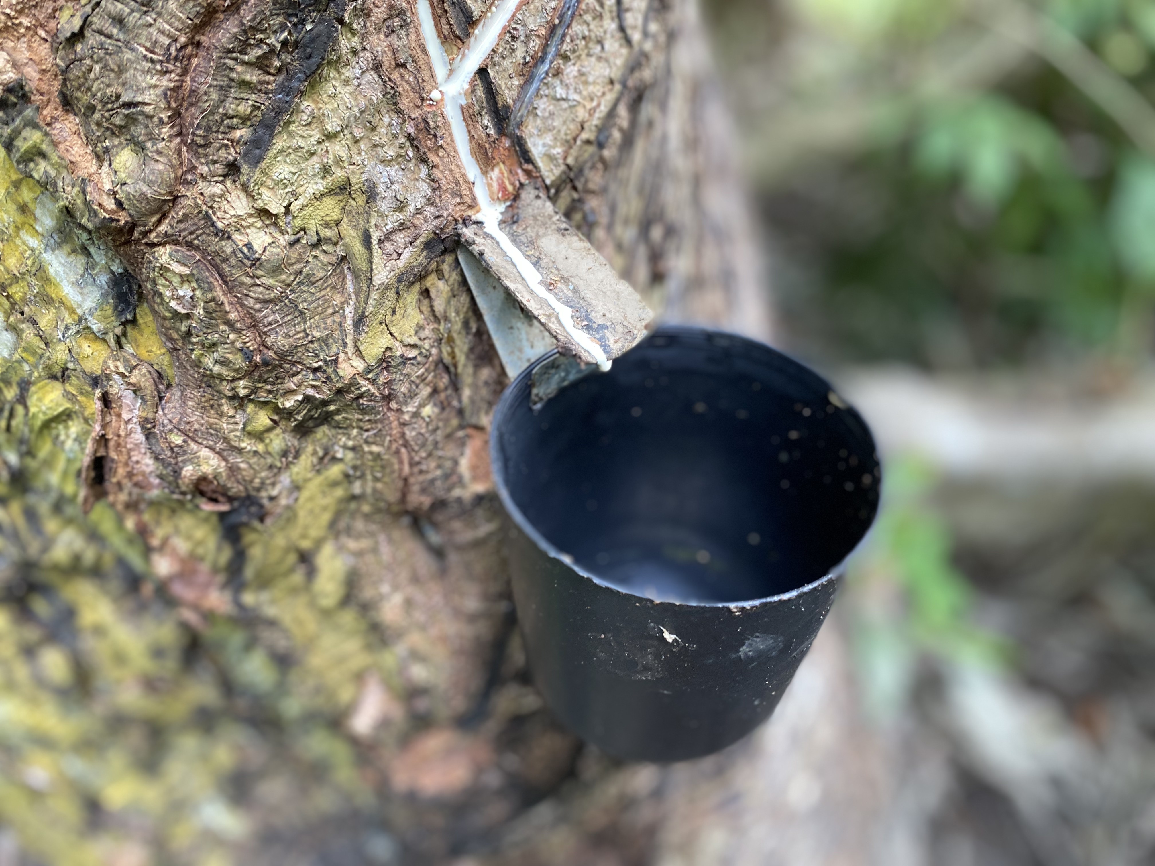 Empreendimento liderado por mulheres usa látex para criar joias sustentáveis e gerar renda na Amazônia