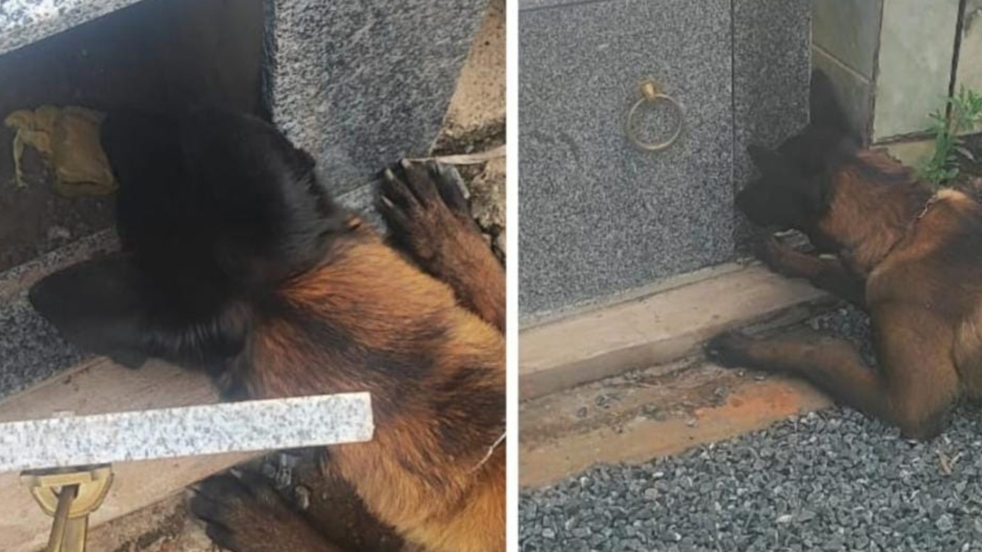 Cão farejador encontra drogas escondidas em túmulo de cemitério no interior de MG 