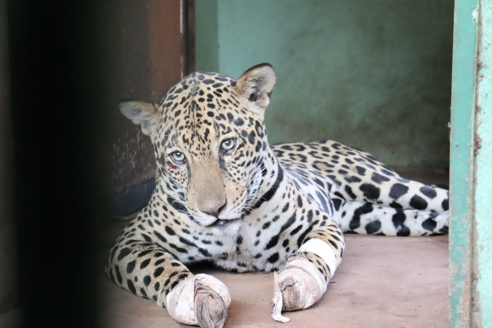 Onça resgatada no dia 15 de agosto, uma fêmea, com as patinhas queimadas pelos incêndios no Pantanal — Foto: Gustavo Escobar/ Divulgação
