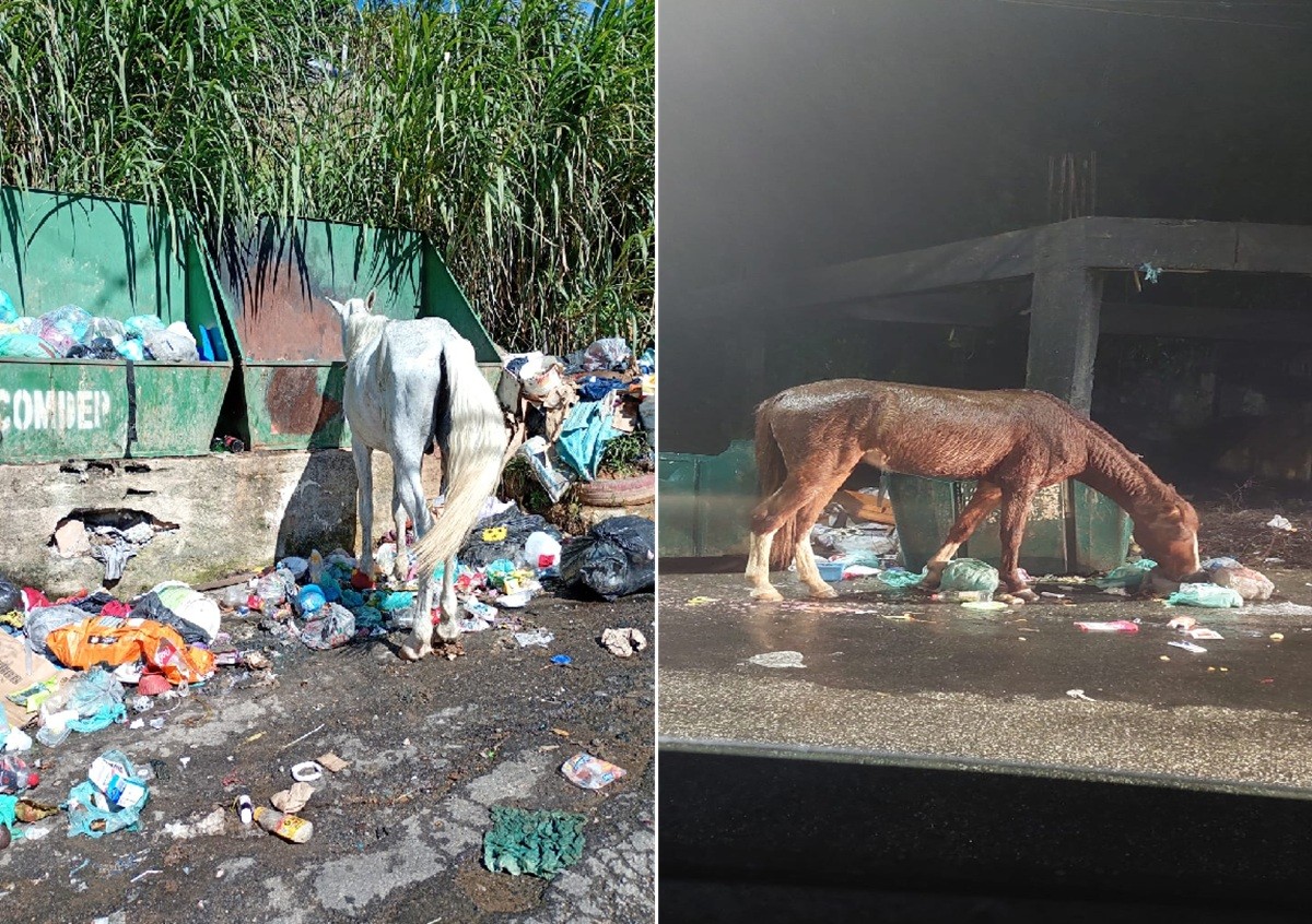 Petrópolis registra 30 resgates de cavalos vítimas de abandono e maus-tratos em seis meses