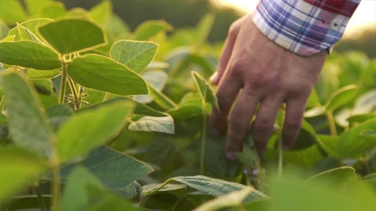 O agro é a diversidade das lavouras e das técnicas - Programa: Agro 