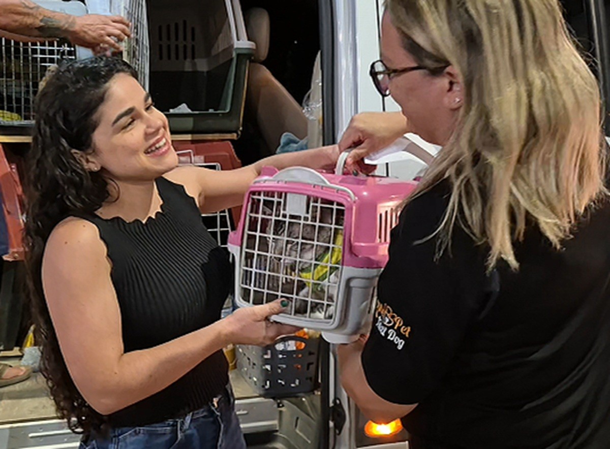 Após desaparecer e ser encontrado a 600 km de casa, gato Mimo reencontra tutora em Arapiraca