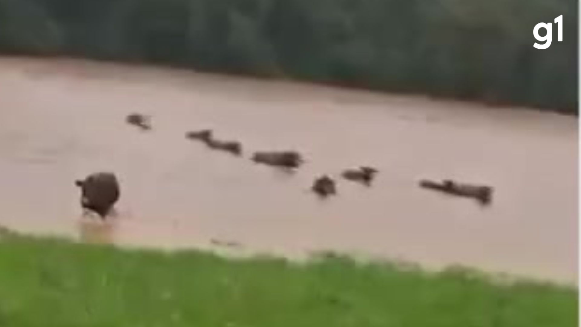 Rebanho de gado nada para fugir de enchente no Norte do RS