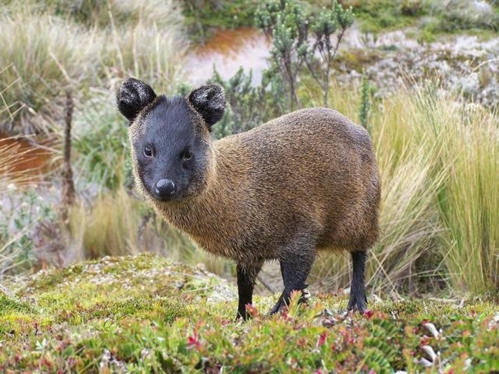 O pudú do norte, que habita áreas do Peru, Equador e Colômbia, é conhecido como o menor cervo do mundo. — Foto: WIKICOMMONS