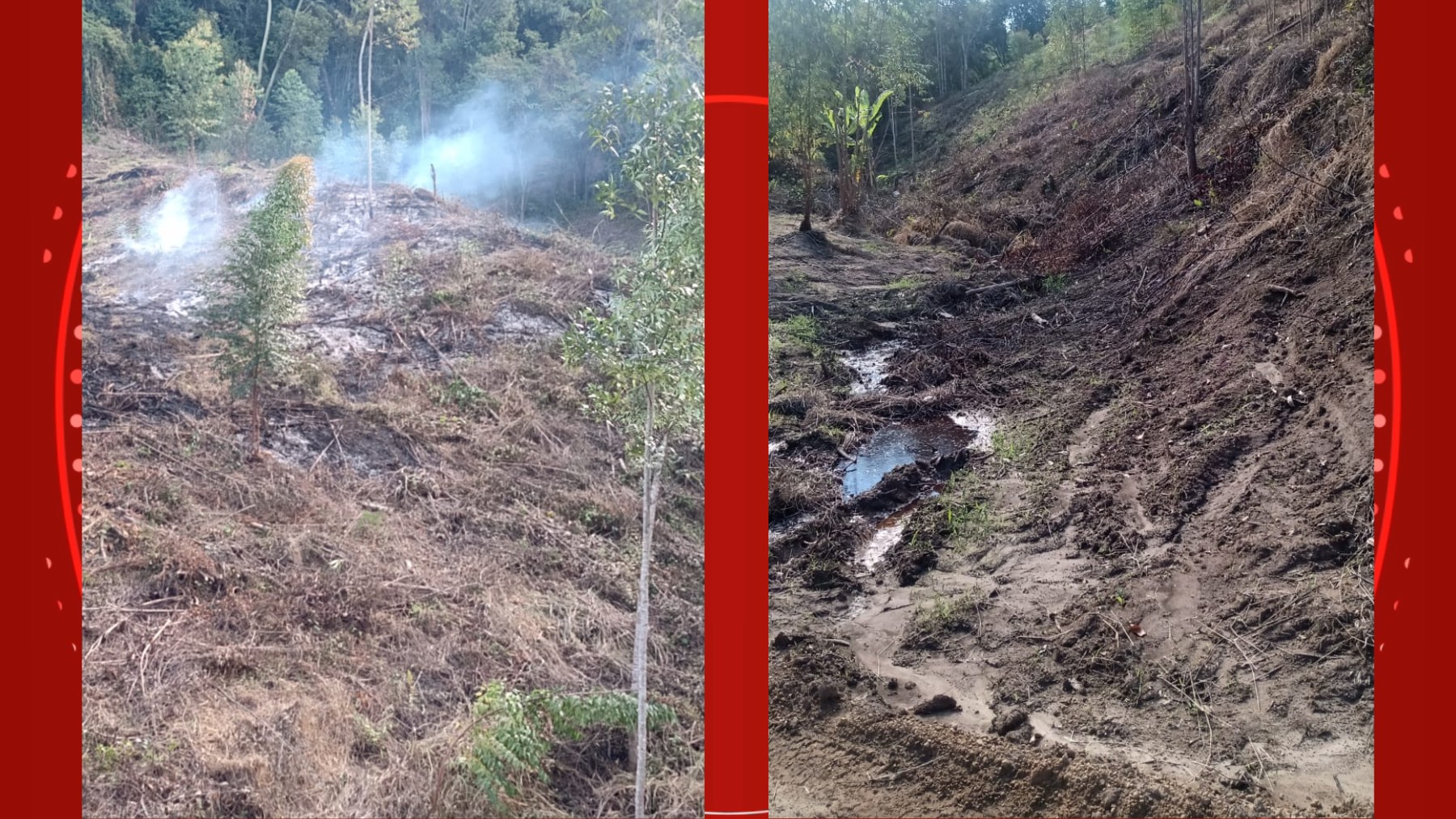 Idoso é preso em flagrante suspeito de cortar árvores e atear fogo em área preservação permanente, no Paraná 