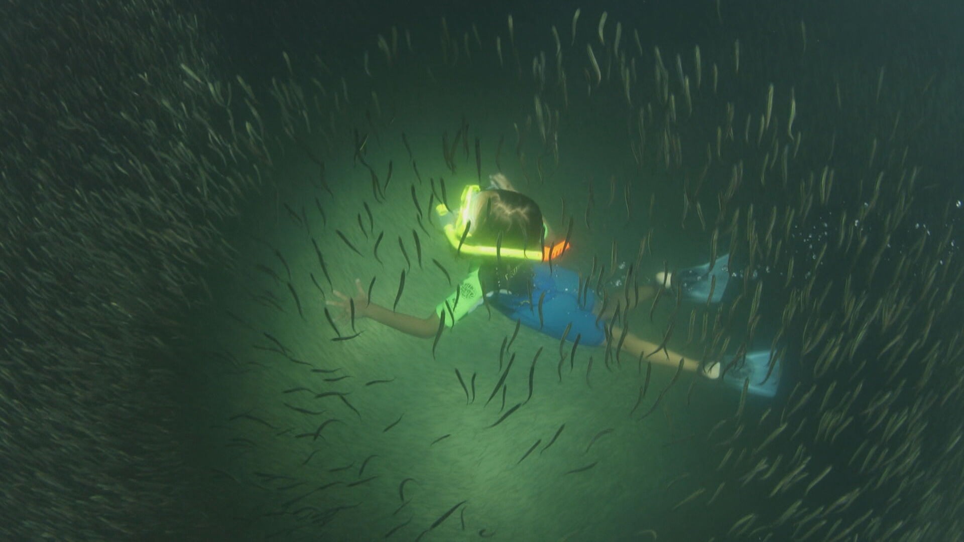 Parece poluição, mas é peixe! Entenda por que as manchas escuras no mar cristalino do Rio são um bom sinal