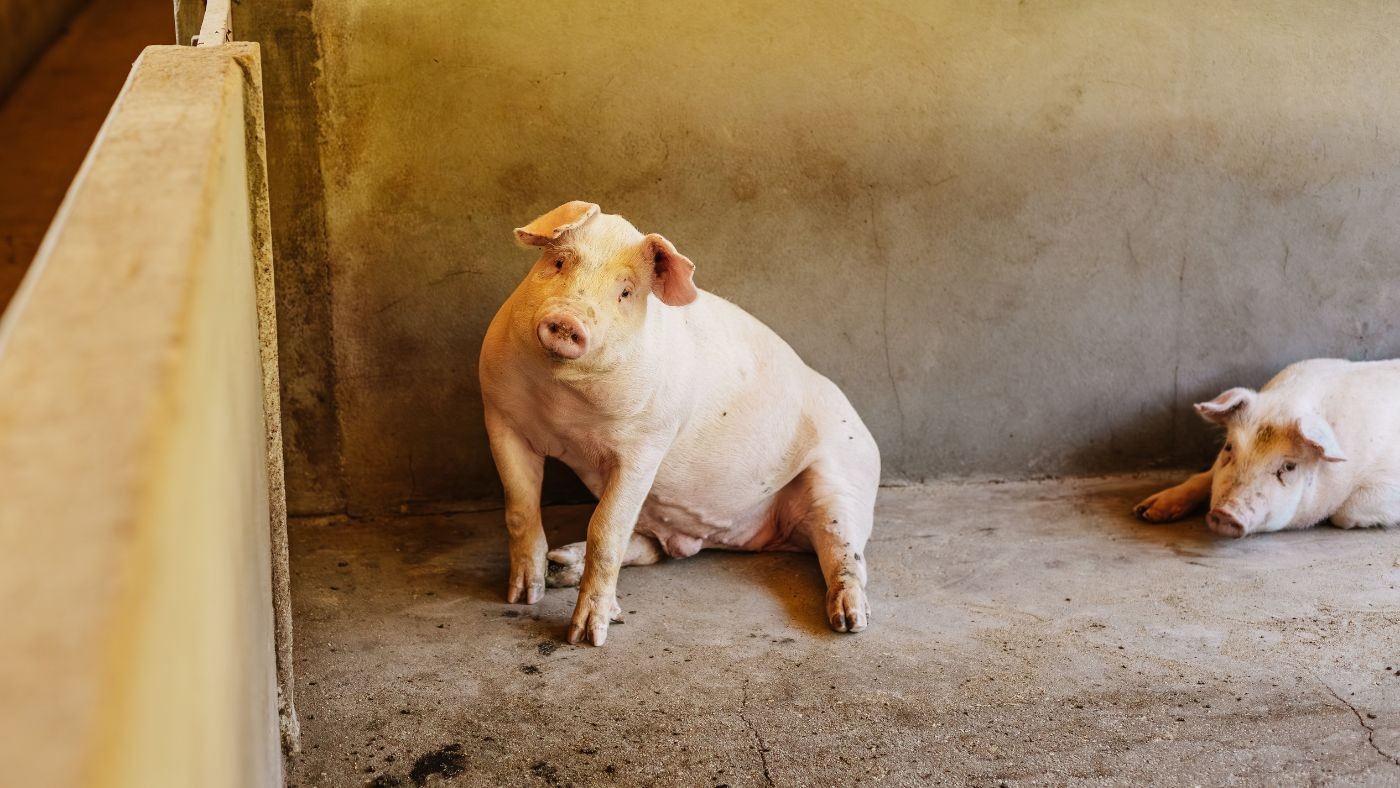 Robô com IA alimenta animais e melhora resultados em granjas