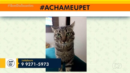 Tutor pede ajuda para achar o gatinho Leozinho