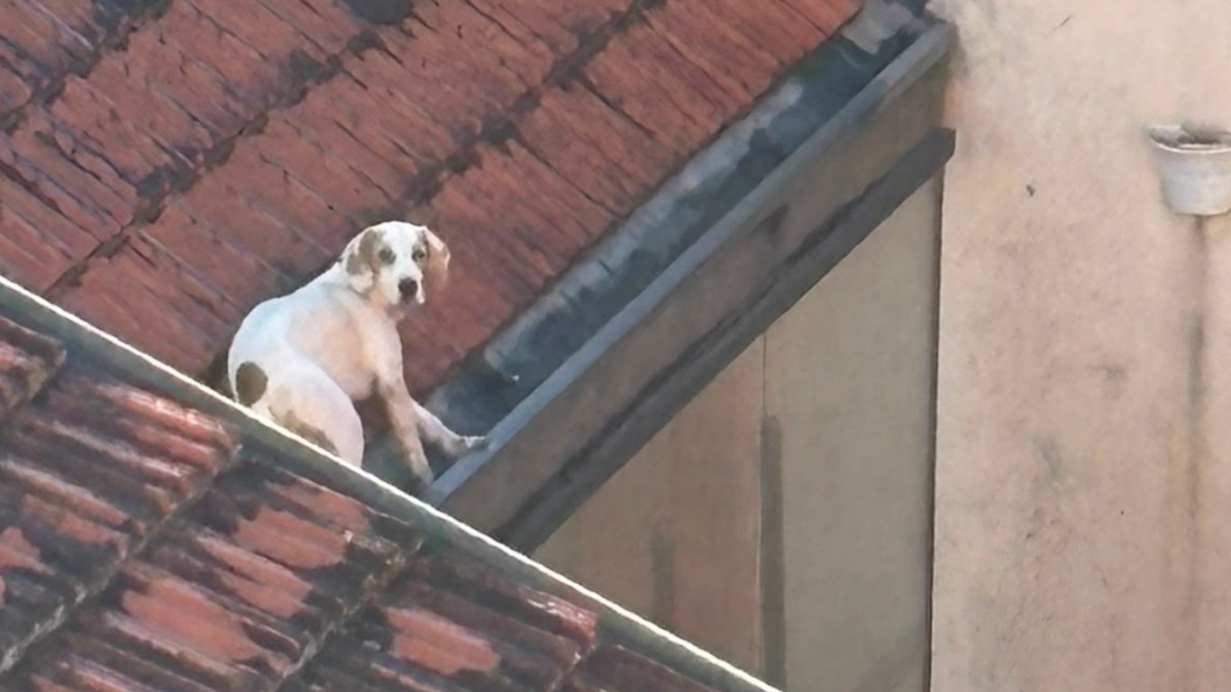 VÍDEO: cachorro foge e é resgatado após passar madrugada em telhado de restaurante no interior de SP