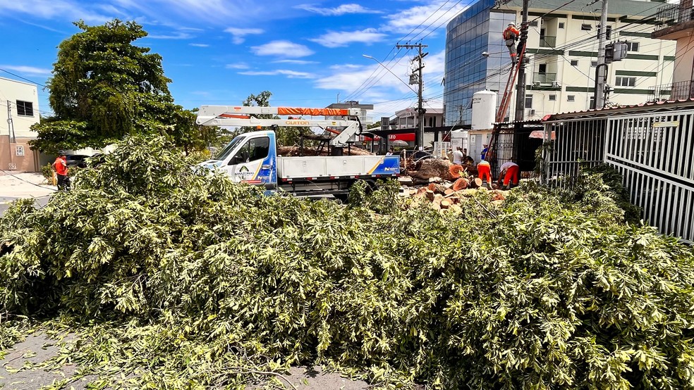 Árvore cai e atinge três veículos durante chuva em Manaus — Foto: Gato Junior/Rede Amazônica