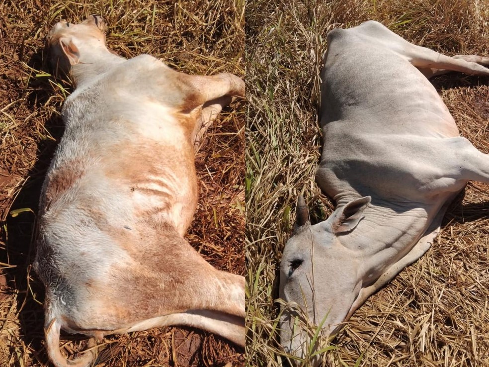 Cinco cabeças de gado morreram na cidade de Sidrolândia — Foto: Reprodução
