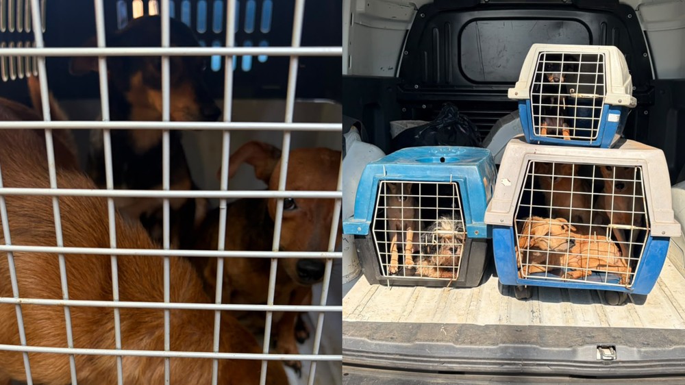 Doze cães são resgatados em situação insalubre durante investigação de maus-tratos em Uberlândia