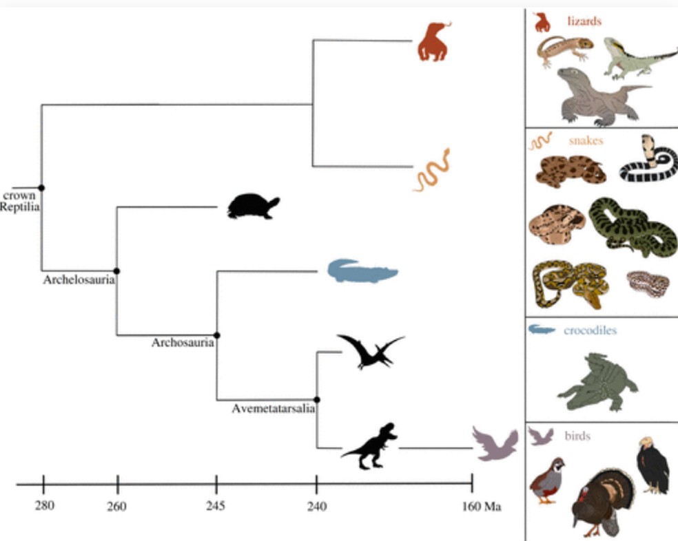 Os autores reconhecem que é preciso fazer mais pesquisas para poder obter uma "compreensão mais abrangente" sobre as taxas de FP nas linhagens ancestrais de vertebrados. — Foto: Reprodução/The Royal Society