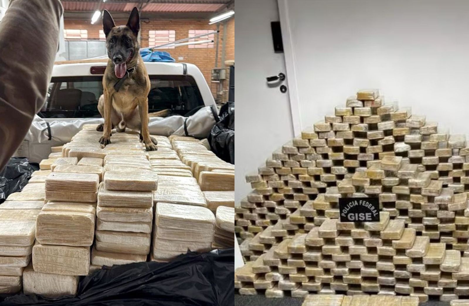 Como cão farejador revelou pista decisiva para PF achar bunker com 613 kg de cocaína em SC