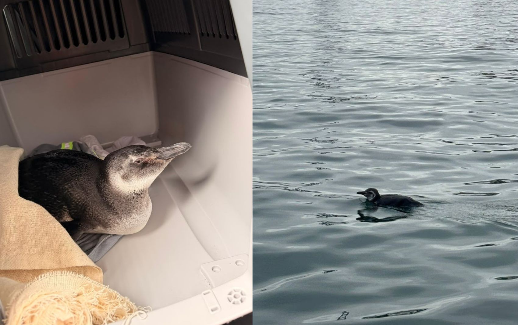 Pinguim é encontrado em porto de Salvador e marca primeiro resgate do ano na Bahia