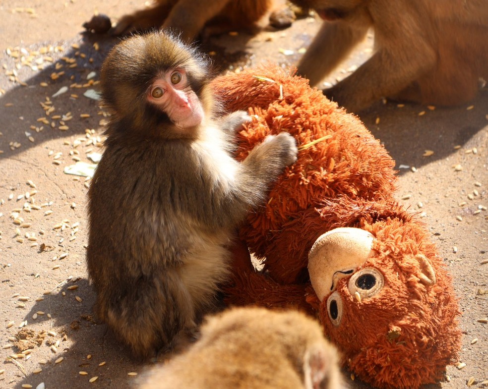 Punch adotou macaquinho de pelúcia após ser rejeitado por grupo — Foto: Ichikawa Zoo