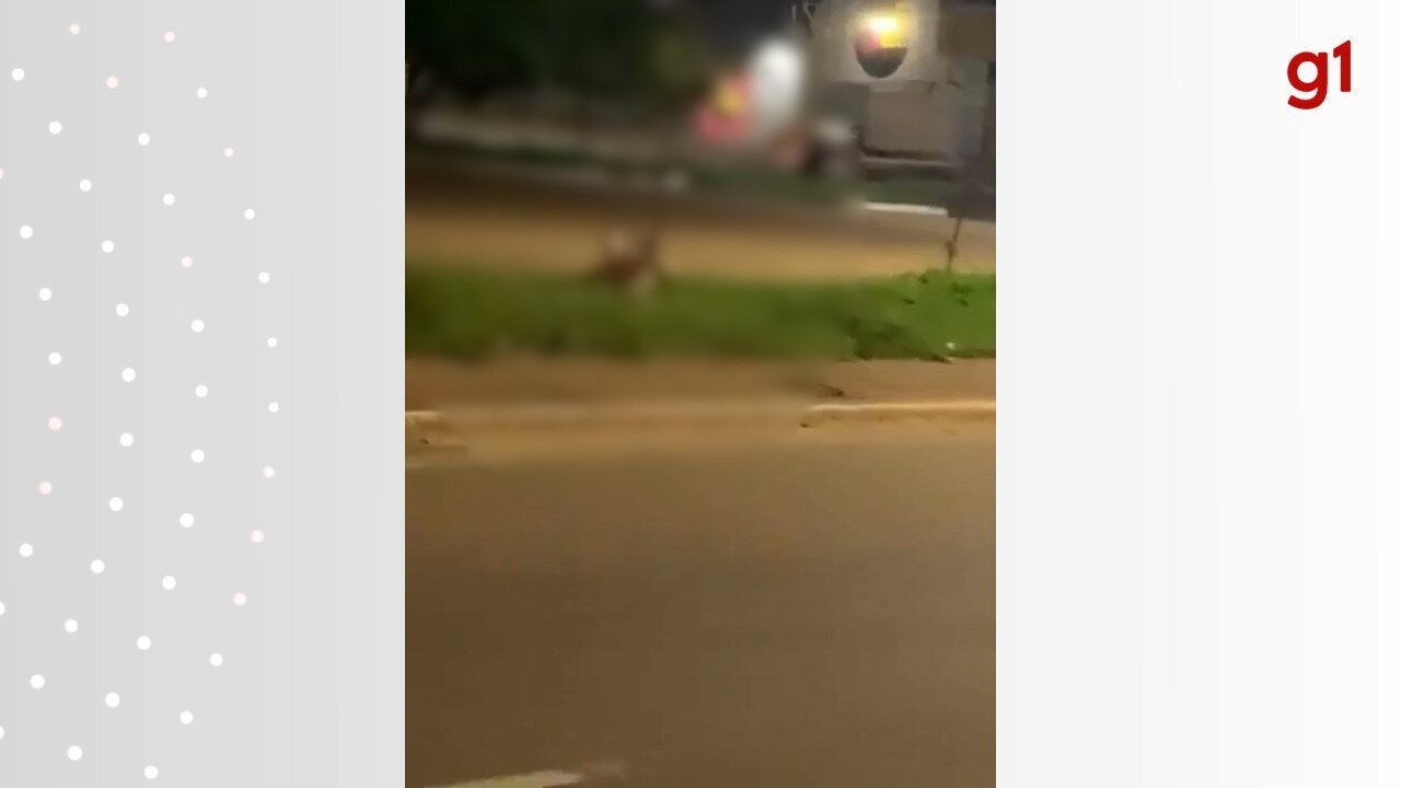Vídeo: Casal é flagrado fazendo sexo no canteiro de avenida no centro de Palmas e imagens viralizam | Tocantins