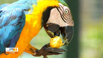 Veja o que é destaque no Jornal Anhanguera 1ª Edição deste sábado (4)