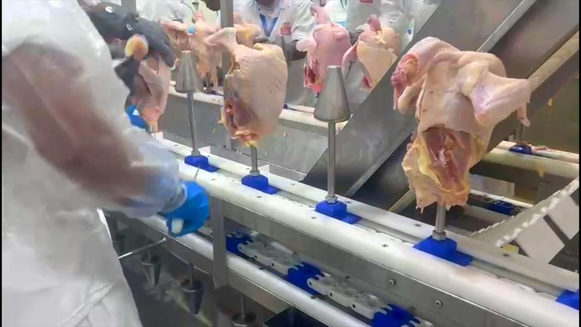 Exportações de frango animam criadores e frigoríficos