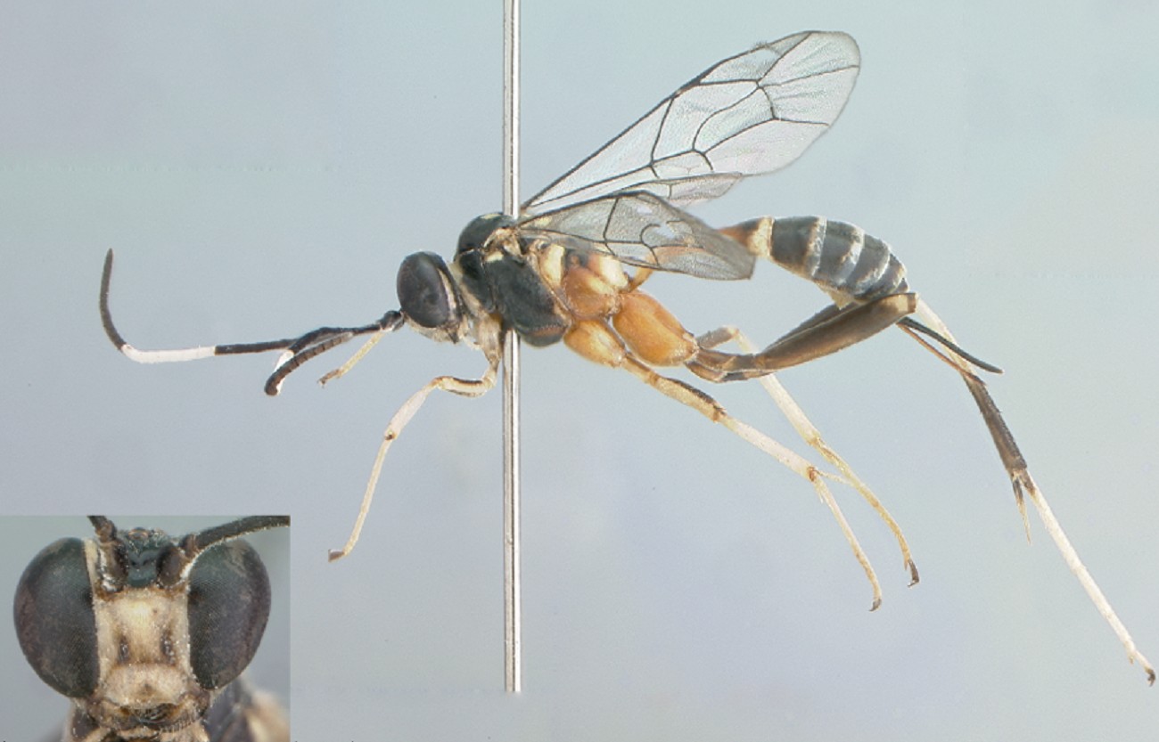 Conheça nova espécie de vespa descoberta durante estudo sobre Pampa e Mata Atlântica no RS