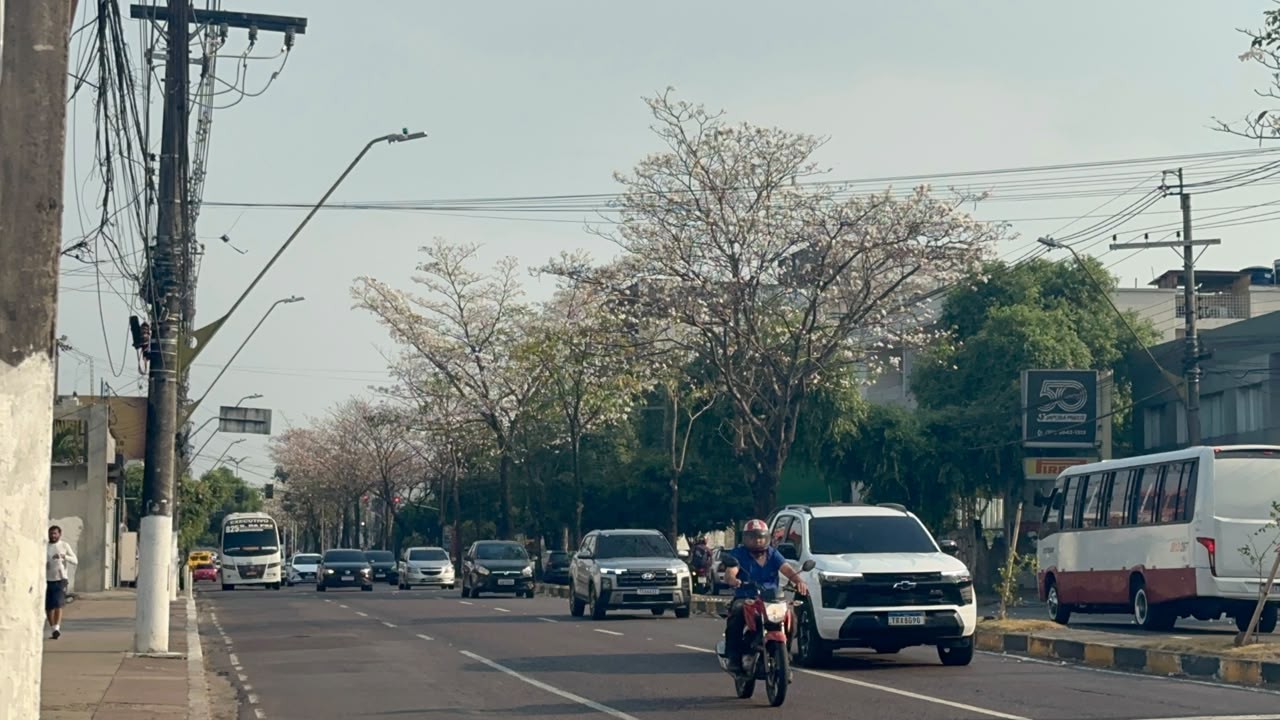 Ipês começam a florescer e mudam paisagem da Avenida Djalma Batista, em Manaus; VÍDEO